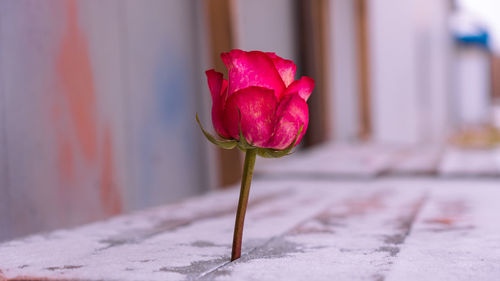 Close-up of pink rose flower