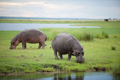 Hippopotamuses feeding near water