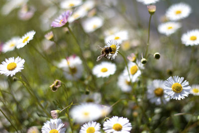 Close-up of bee pollinating on flower