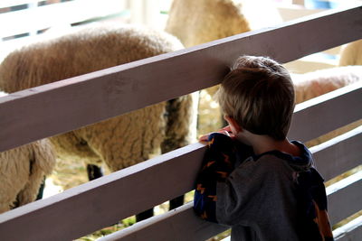 Rear view of boy standing at animal pen