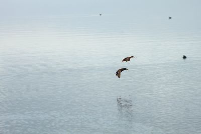 Seagulls flying over sea