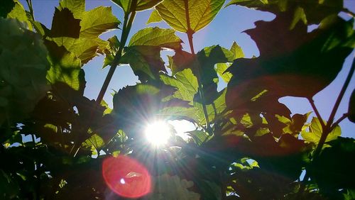 Low angle view of sunlight streaming through tree