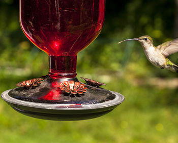 Close-up of bird perching on feeder