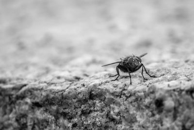 Close-up of insect