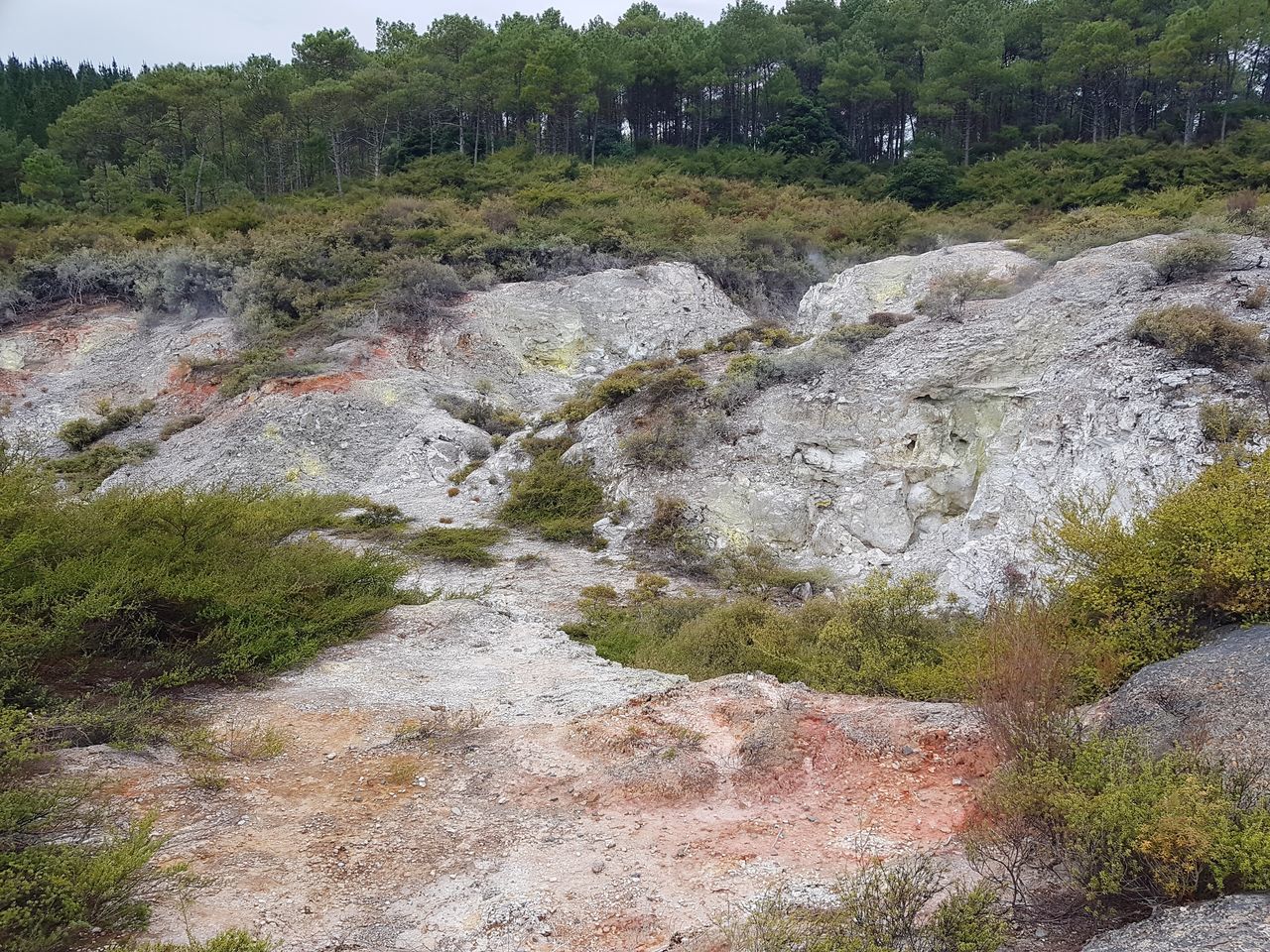 PLANTS GROWING ON ROCKS IN GARDEN