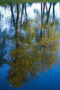 Reflection of trees in water