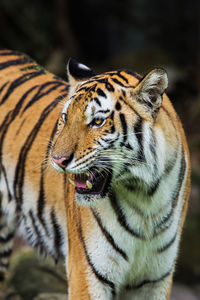 Close-up of a cat looking away