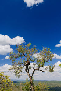 Scenic view of trees against blue sky