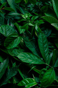 Full frame shot of green leaves