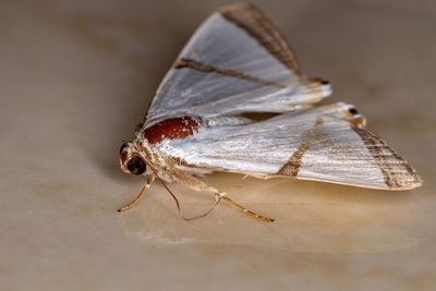 Close-up of insect on leaf