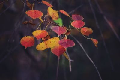 Close-up of flowering plants during autumn