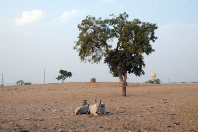 Cows resting in the midday heat at the street at the pushkar market, rajasthan, india 