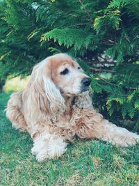 Dog relaxing on field