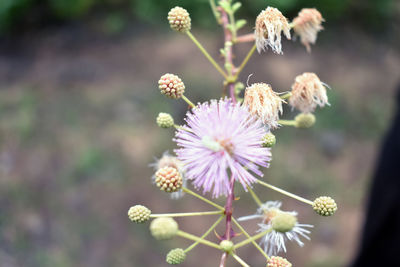 Close-up of purple flowering plant