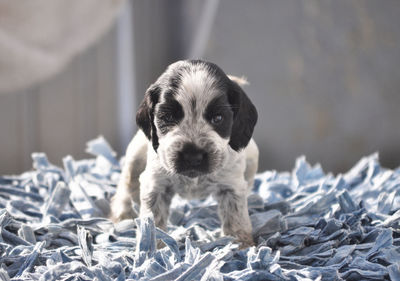 Close-up portrait of puppy