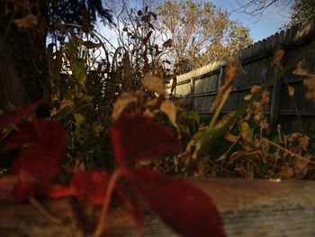 Close-up of plants against trees