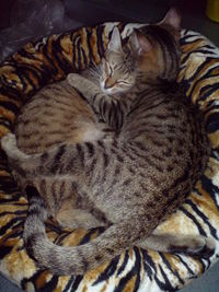 Close-up of cat sleeping on bed