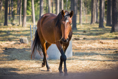 Horse standing on field