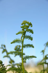 Low angle view of fern against sky