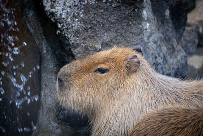 Close-up of capybara on rock