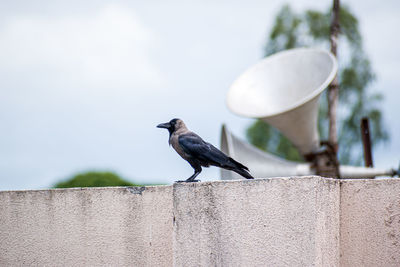 Crow sitting on concrete wall.