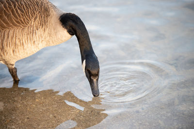 High angle view of bird drinking water