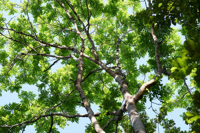 Low angle view of tree against sky