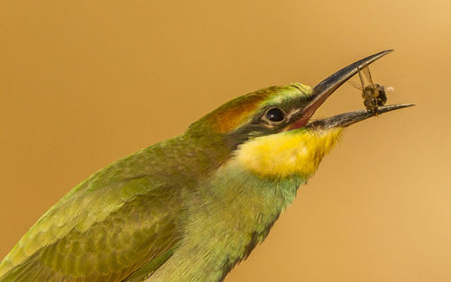 Close-up of parrot perching on yellow background