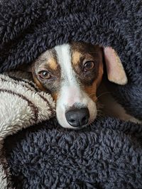 Close-up of dog