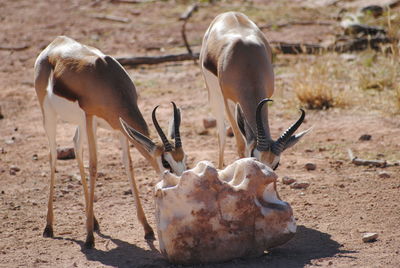 Deer on field