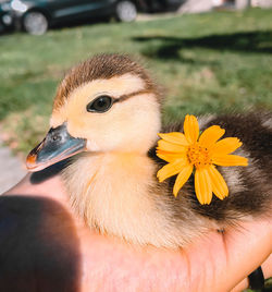 Close-up of a hand holding yellow flower