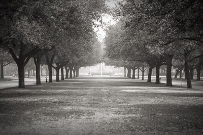 View of trees in park