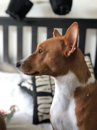 Close-up of a dog looking away