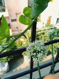 Close-up of potted plant