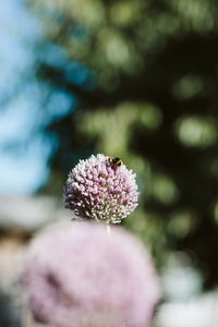 Close-up of pink flowering plant