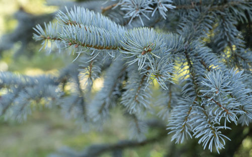 Close-up of pine tree