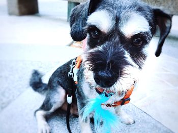 Portrait of black dog