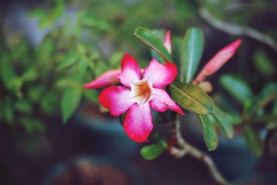 Close-up of pink flowering plant