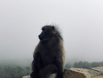 Monkey sitting in a fog