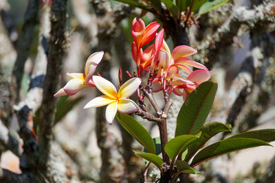 Close-up of flowering plant