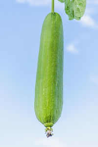 Low angle view of banana against blue sky