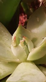 Close-up of prickly pear cactus