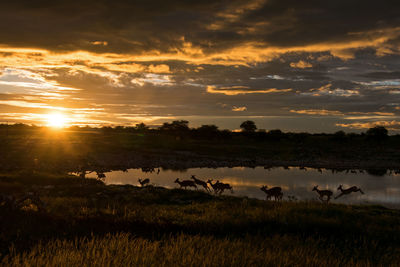 View of birds on field during sunset
