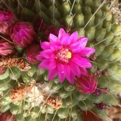 Close-up of pink flower