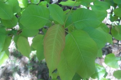 Close-up of fresh green leaves