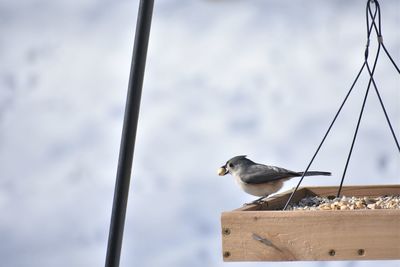 Low angle view of bird perching on cable against cloudy sky