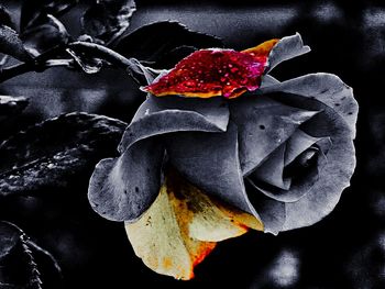 Close-up of red rose