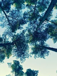 Low angle view of trees