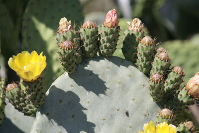prickly pear