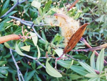 Close-up of butterfly on flower